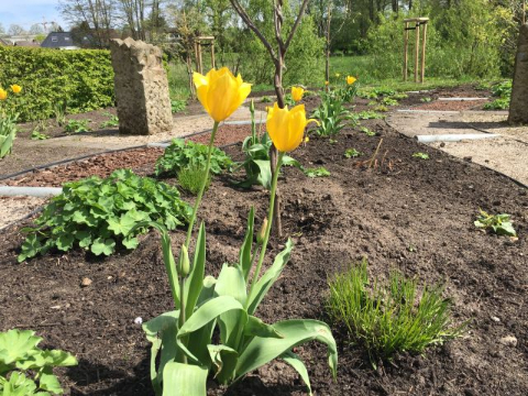 Direkt am Barfußpfad blühen die Tulpen aus dem holländischen Beek.