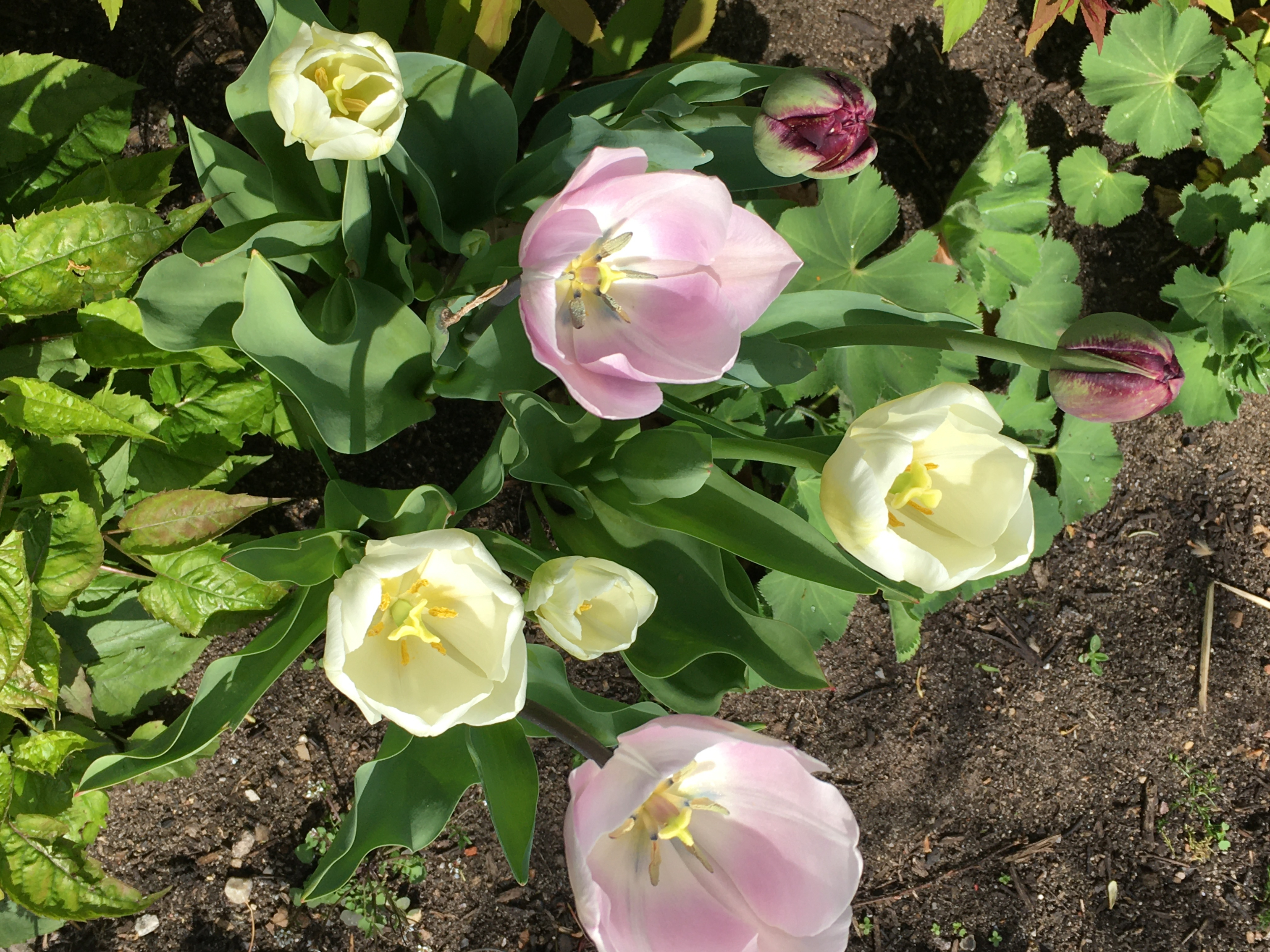 In verschiendenen Tönen blühen die Tulpen